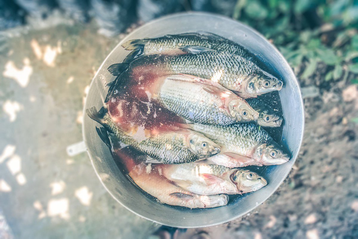 SmithsProducts's tweet photo. Have that fish you just caught for dinner. Here's everything you need to know via @BackpackerMag https://t.co/r1YX3ZcxZE https://t.co/RDDvr7KrZY