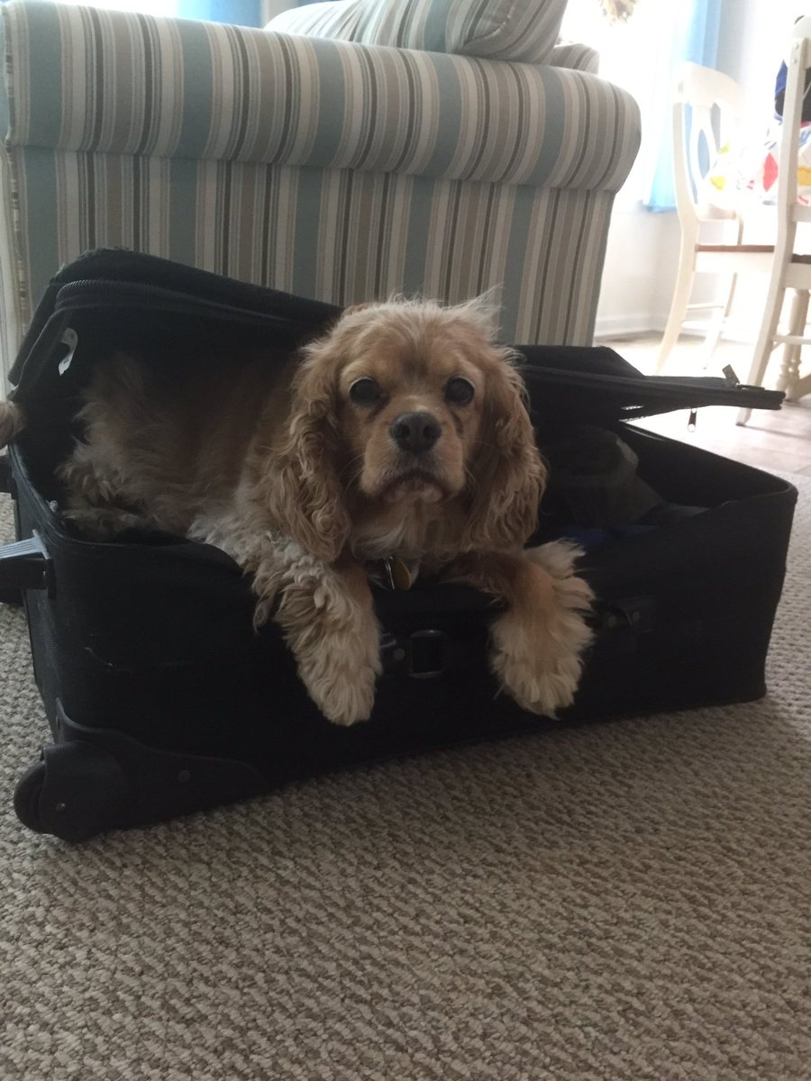 BlueHenCat's tweet photo. All packed and ready to leave tomorrow for a month studying abroad in Peru with #UDNursing https://t.co/wZtGMh8Hc0