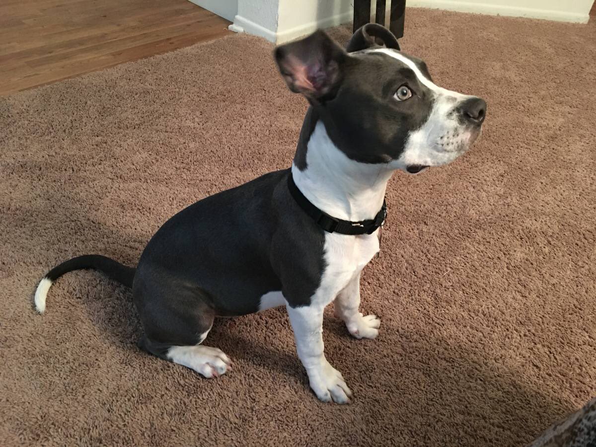 RazorEdgeBully tweet picture