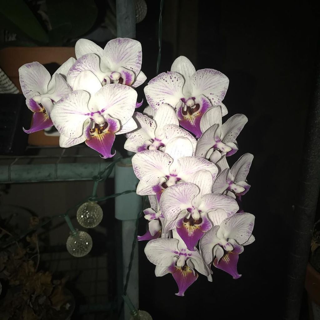 SpotlightSiren's tweet photo. When you're slacking in the garden but the orchids still thrive #botanics #orchids #dendrobium #basicflowers https://t.co/WJyf2eCunn https://t.co/iqfcs7rmXL