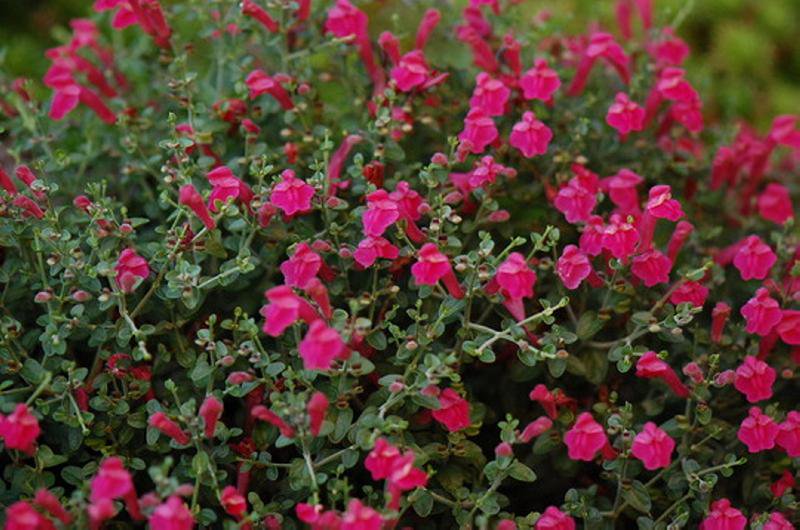 TopChoiceATX's tweet photo. The Pink Skullcap is an in-house favorite! Learn more about it in our latest blog post: https://t.co/2iS9V9tRH9 https://t.co/ptHS0x02fo