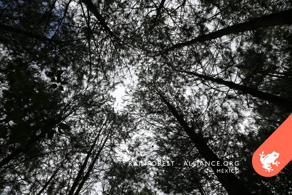 <a href="/AlianzaMREDD/">Alianza MREDD+</a> Kaxil Kiuic en #Yucatán es el proyecto piloto que ha medido más árboles en el de monitoreo comunitario de biomasa #JuntosPorLosBosques