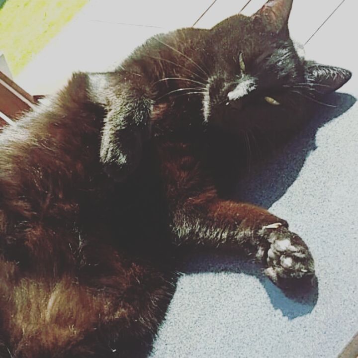 awesmoecats's tweet photo. https://t.co/iAGr5JftX6 https://t.co/BcNRsIbzGi