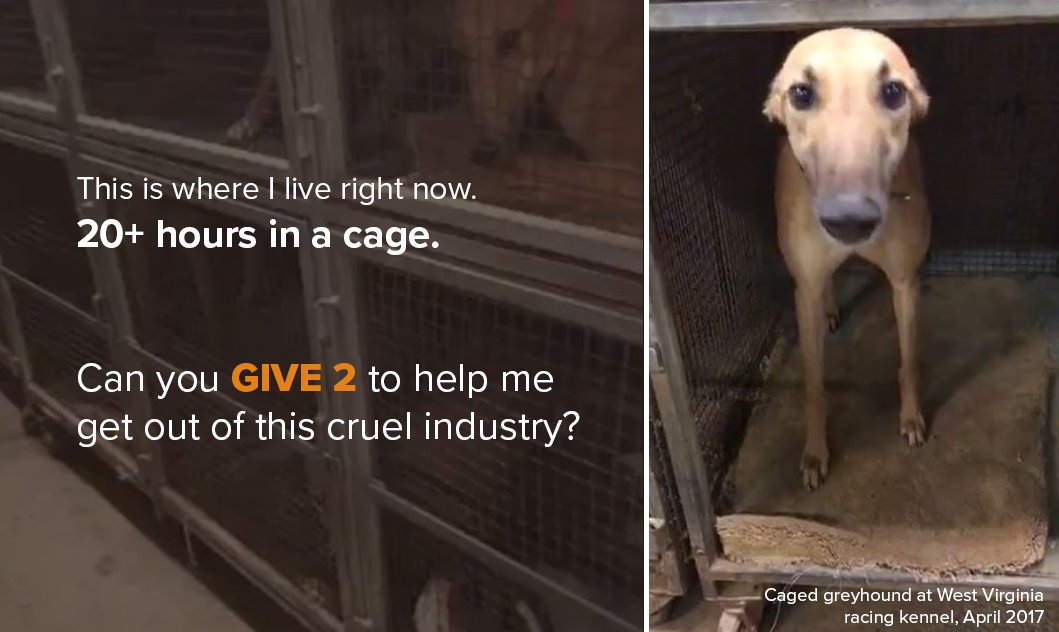 GREY2K_FL's tweet photo. Together we can end this cruelty if we each give $2 https://t.co/8QAjP9cW1R and RT! #savegreyhounds #give2 https://t.co/9aoq3hm5g4
