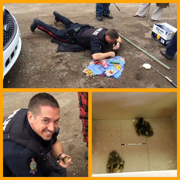 MJPolice's tweet image. BREAKING NEWS: Hero Cop Saves Ducks From Hole. Cst. Strube rescued 2 baby ducks from a 7 ft drainage hole.  #fishingforducks
