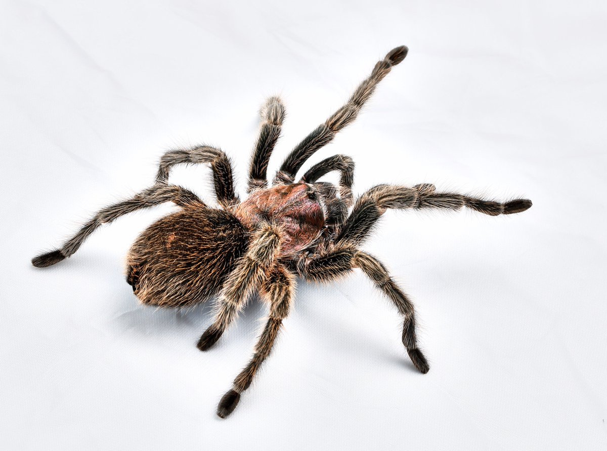 Cheyennemountainzoo On Twitter This Week S Mystery Animal Is Our