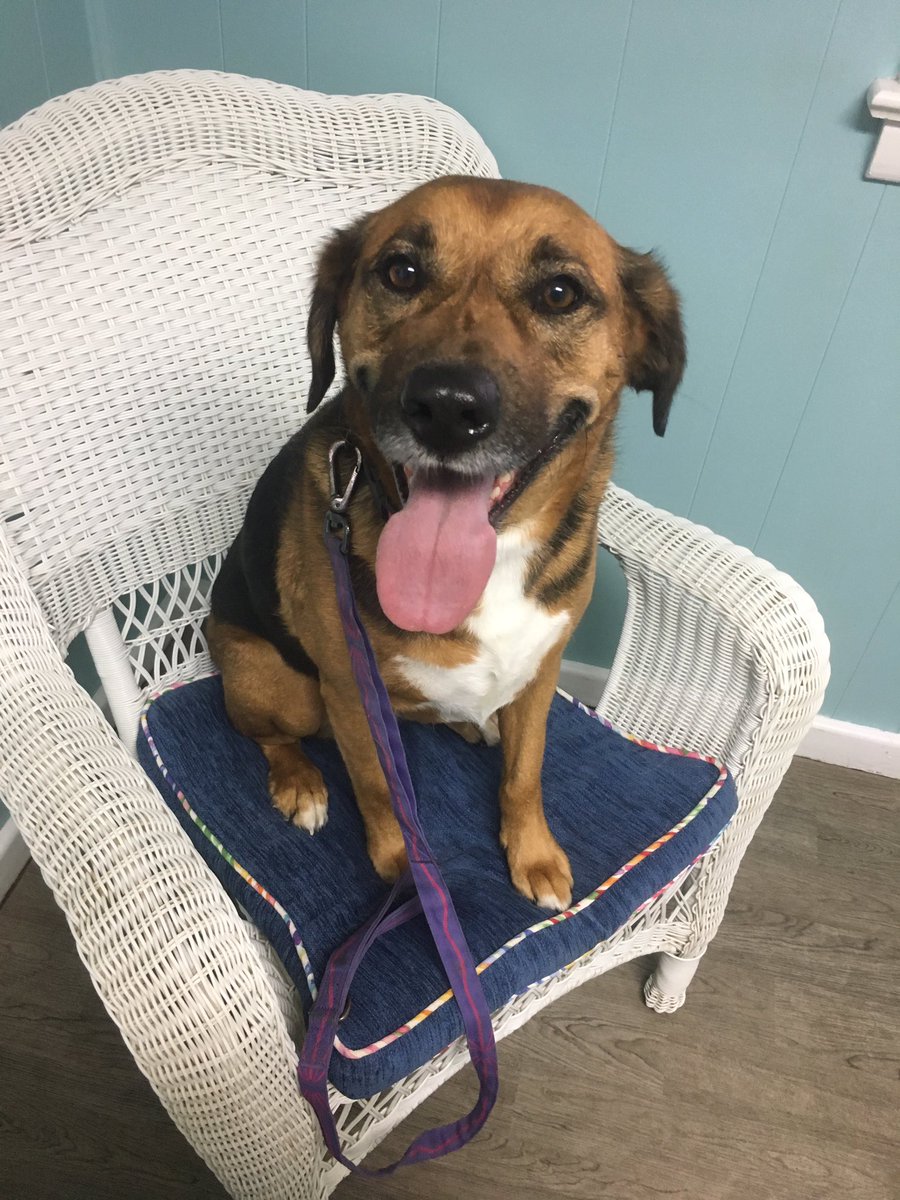 MammyToMama's tweet photo. Layla at @greatneckvet this morning getting her wellness exam completed! #GNVC #wellnessexams #veterinarycare #layla 🐶 https://t.co/jI3bnD5pme