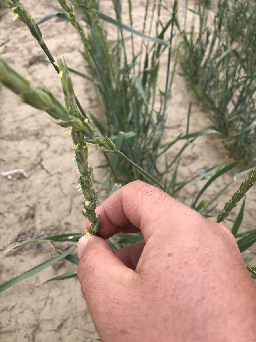 grossphillip's tweet photo. @WSUSmallGrains #lindfieldday looking at some perennial #wheat. Very interesting topic. #beer made from perennial wheat. #Farm365 https://t.co/IEkGaR8lWU