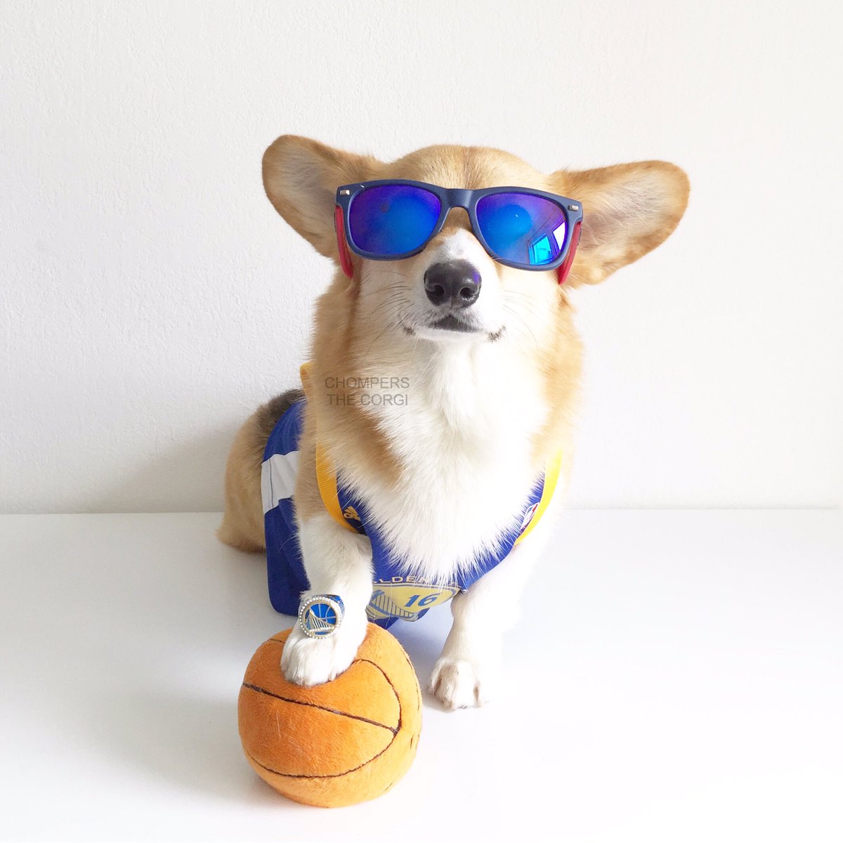 chompersthecorg's tweet photo. Baller. 😎🏀Congrats again @warriors!!! 💙🏀💛🎉#StephFurryInTheHouse #WarriorsGround https://t.co/rRoS2TFL6p