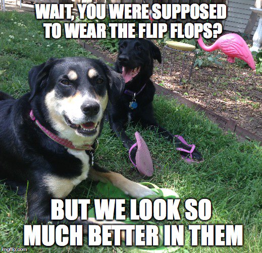 dog wearing flip flops