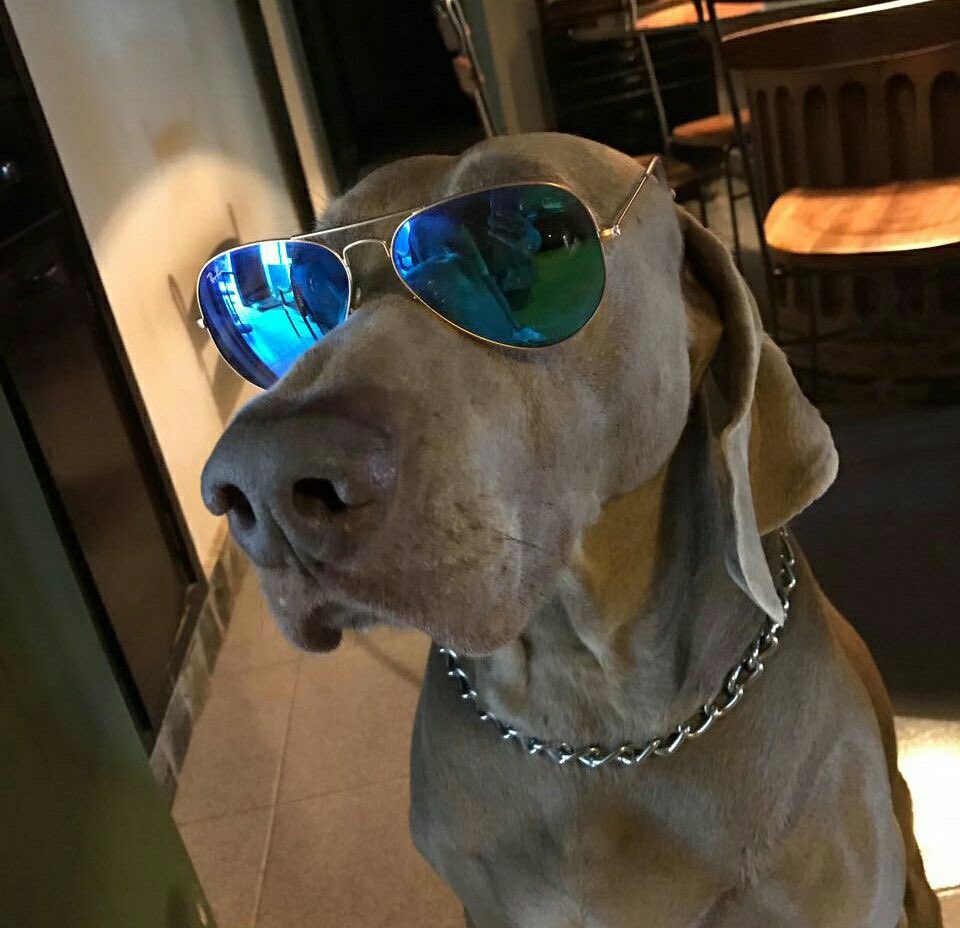 valemeson's tweet photo. Cuando tu perro sale a perrear y no te avisa 🤙🏼 https://t.co/h2UjF1iusM