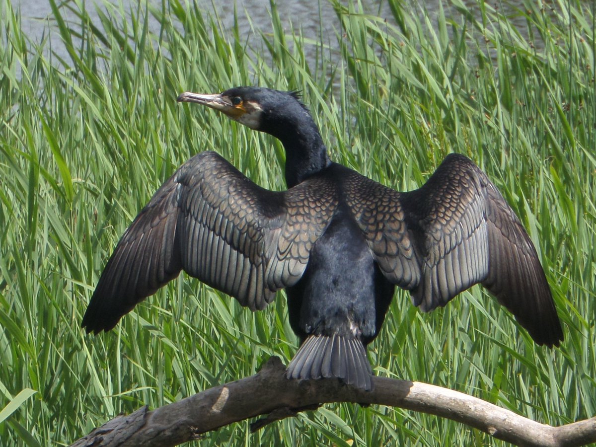 susanpoet's tweet photo. Usually, this perch belongs to the heron. Not today. https://t.co/Yod3EZqHBp