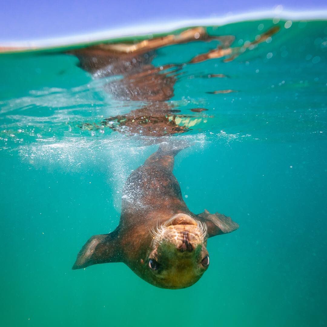 WildLoretoTours's tweet photo. Cheeky!! 📷 @footloosefotography #loretomexico #bajacaliforniasur https://t.co/8NLWnCRHlY