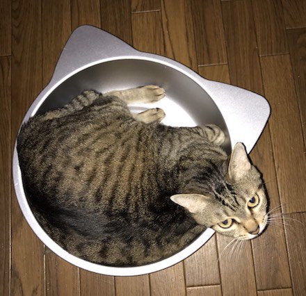 妹んちのネコ.jpg