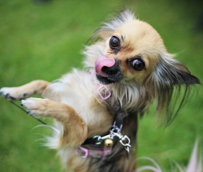 Canary_Woof's tweet photo. Canary Woof Dog Show Sunday 2nd July https://t.co/A0KWkPT4k9 Looking forward to meeting last year's winner again soon 🐾🐶🐾 @bybenjidogtreat https://t.co/apxWMATT9e