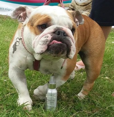 Canary_Woof's tweet photo. Canary Woof Dog Show Sunday 2nd July https://t.co/A0KWkPT4k9 Looking forward to meeting last year's winner again soon 🐾🐶🐾 @bybenjidogtreat https://t.co/apxWMATT9e