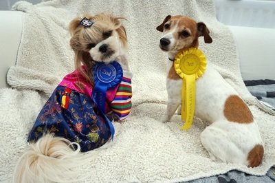 Canary Woof Dog Show Sunday 2nd July canarywoof.com/dog-show Looking forward to meeting last year's winner again soon 🐾🐶🐾 @bybenjidogtreat