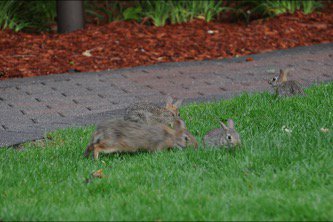 I love watching the rabbit family in the Hyatt courtyard. #NMC17