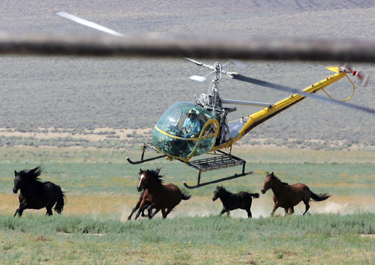 waynepacelle's tweet photo. .@Interior contemplates idea of killing as many as 90,000 wild horses, unwinding long-established fed. protections. https://t.co/pSAXkoDCsq https://t.co/Y4PIDrRwEd