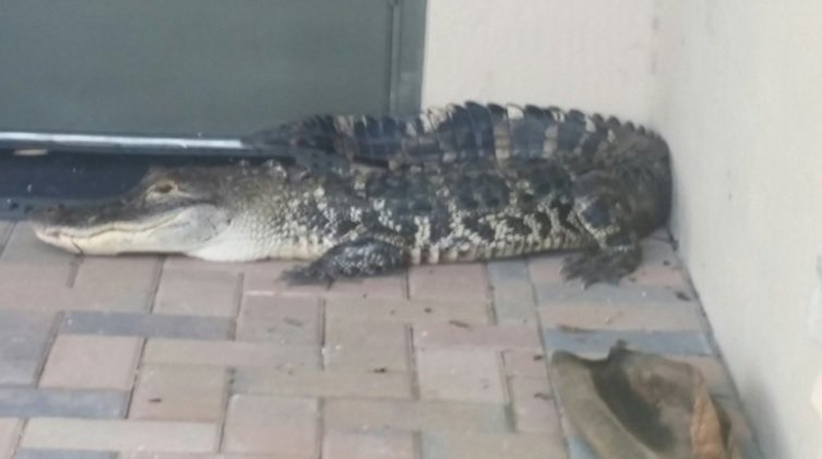 Deputies respond to report of alligator hanging out on Parkland porch bit.ly/2t71H2j https://t.co/NbaOLvr561