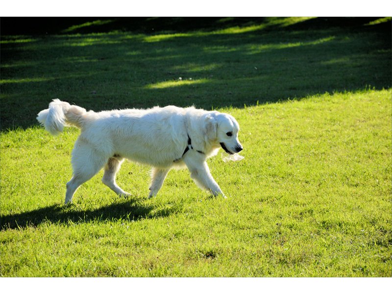 Dog Park Open House Cancelled, Rescheduled For July dlvr.it/PMYx9q https://t.co/qcOkAA5Jlu