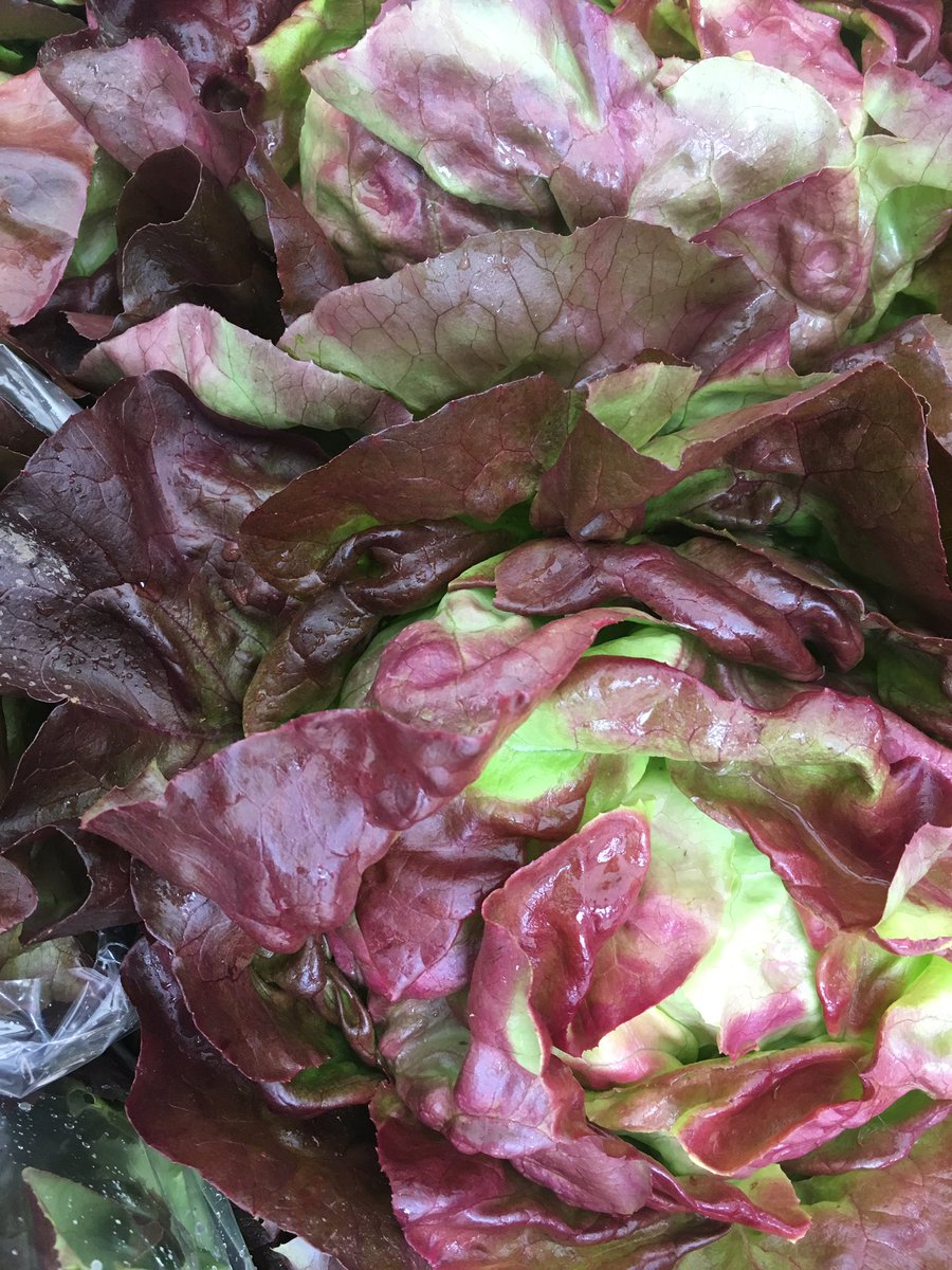 Meillacois's tweet photo. @VanMarkets #DowntownFM 1st of the season sugar snap peas. Spectacular red butter lettuce, carrots, etc + #SPCA cert chicken. @SoleFoodFarms https://t.co/dvcrmz0wpg