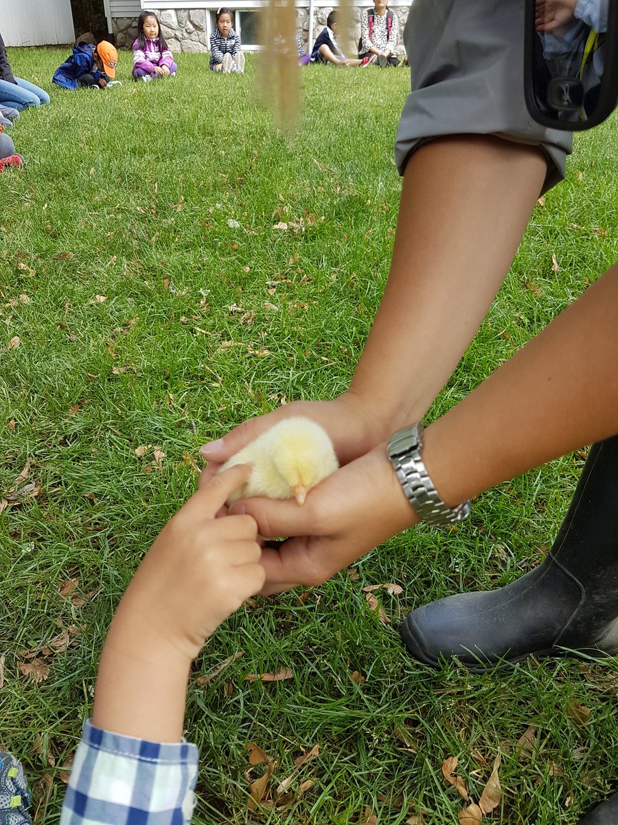 Kinderminds's tweet photo. Kindees fun Day learning st Green Acres farm @BeckettFarmPS https://t.co/JwrnRG11uE