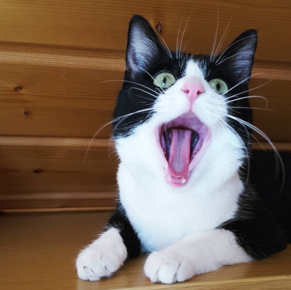 TheCatCassy's tweet photo. Beware! I am a tiger!🐯 #roar #tiger #cat #cats #kitten #kitty #kittens #pet #pets #animal #animals #petstagram #petsagram #photooftheday https://t.co/NAySLwFUOl