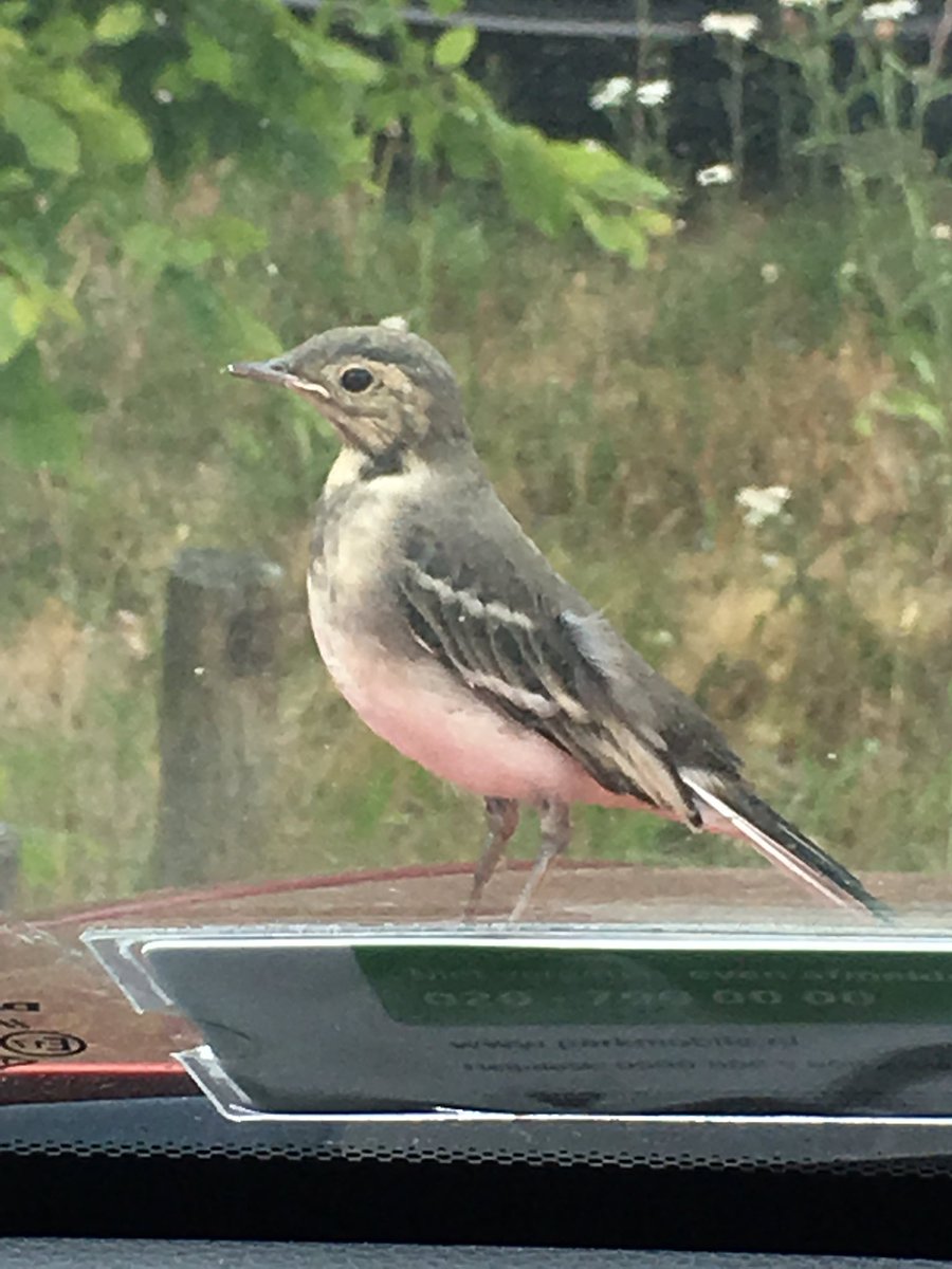 Anja Vink tweet media