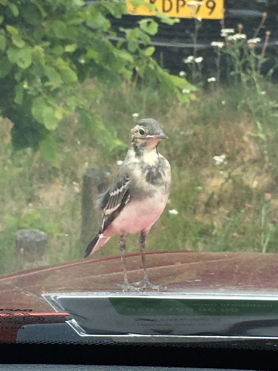 Anja Vink tweet media