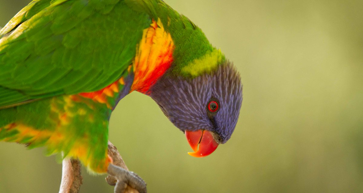 Be_ArtMedia's tweet photo. Nature Photography Day, what a blast! #birdlife #australia #bird #colour #nature #photography https://t.co/8V7HMqjF30