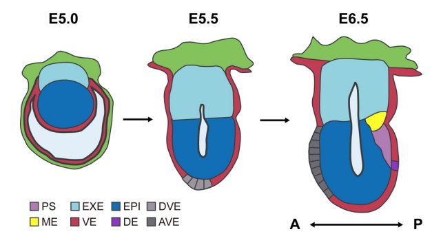 jbiolchem's tweet image. Editors’ Picks Highlight: A single-cell snapshot of cell-fate decisions. bit.ly/2sMewiG bit.ly/2s67aIE #developmentalbio