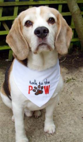 EmbroideryDesigns tweet media