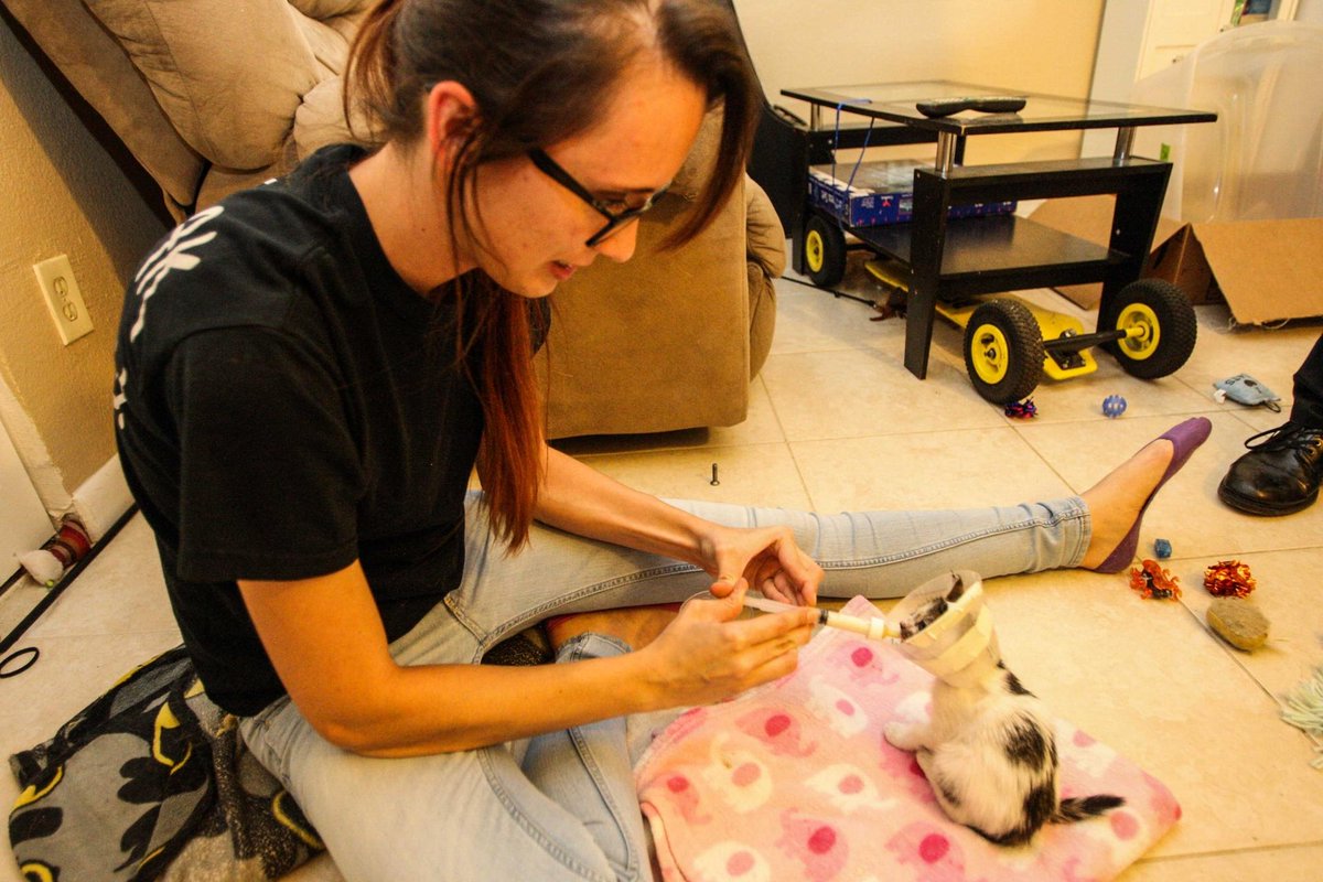 dbnewsjournal's tweet image. South Daytona couple offers new home for kitten abandoned on bridge news-journalonline.com/news/20170615/…