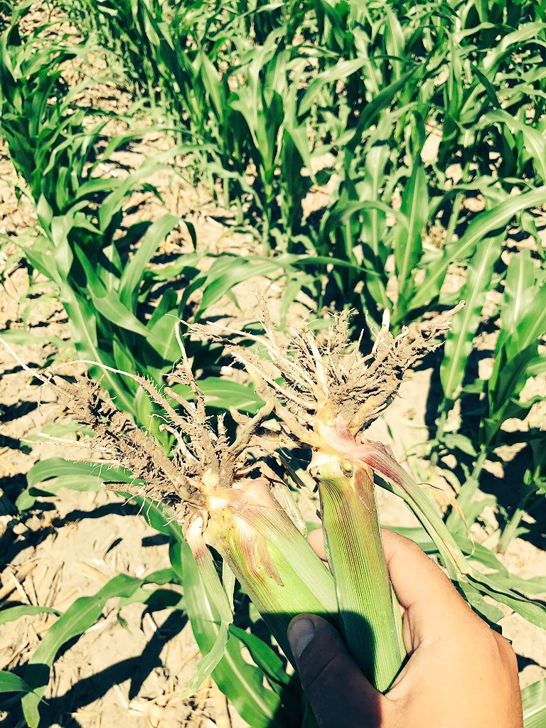 BasinBoyScouts's tweet photo. V9 π½ boys better be checking for rootworm for corn on corn rotations! #rootworm #BBscouts #Agronomy https://t.co/TiiV4uDf1R