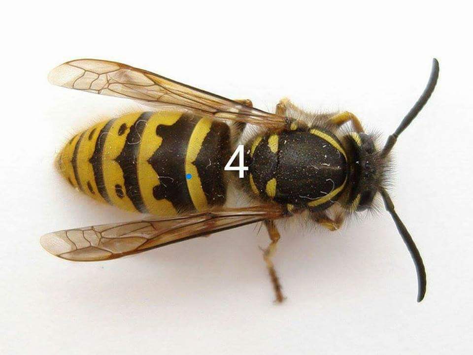 Spot the wasps, honey bee masonry bee and bumblebee