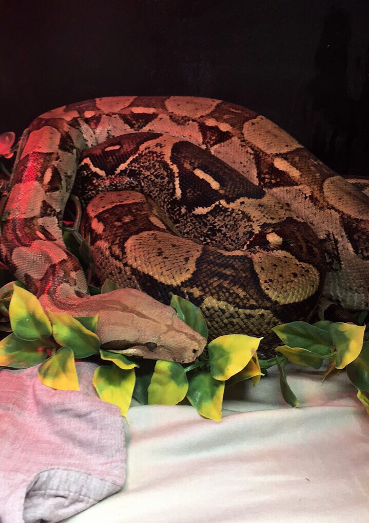 AllySeeney's tweet photo. Tony the Red Tail Boa has been waiting to find his forever family at @CalgaryHumane Society since Nov 2016. Let's get him adopted #YYC! https://t.co/pPMlWMxJrH