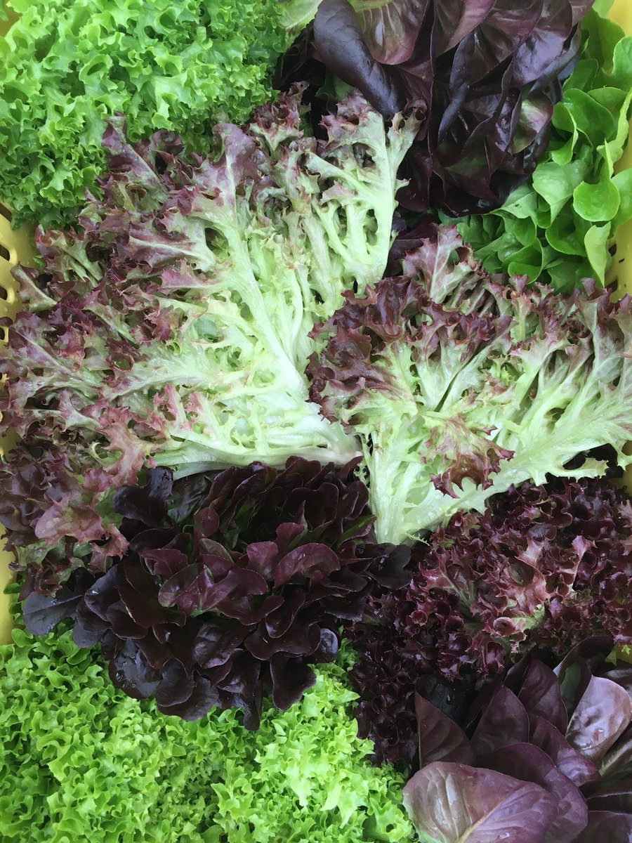 <a href="/VanMarkets/">Vancouver Farmers Markets</a> #DowntownFM Plenty of good spirit, produce <a href="/familyfarmm/">abundantacre</a>, baked goods, oils <a href="/ostroorganics/">Ostro Organics</a>  &amp; kombucha etc.<a href="/healthyhooch/">HealthyHooch</a> #myVCT