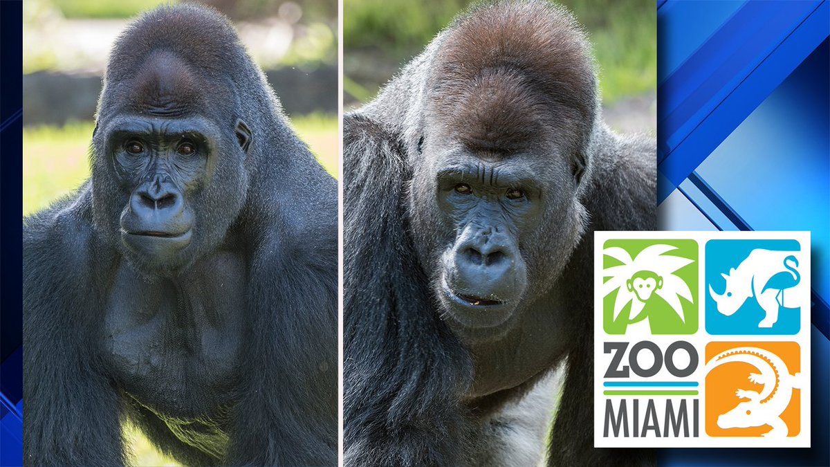 Say hello to the newest residents of @zoomiami bit.ly/2sxfsKN #Gorillas https://t.co/tSNVD1lYKs