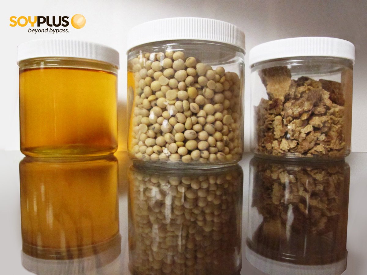 LandusAg's tweet photo. Did you know the #SoyPlus plant processes approx. 50% of all soybeans purchased by Landus Cooperative to feed dairy cows? #DairyMonth https://t.co/dfGF1ilN9j
