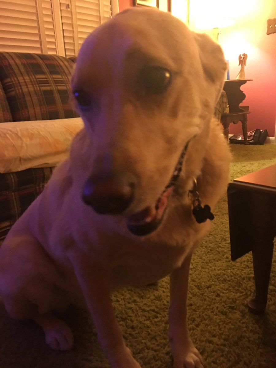 Manck's tweet photo. These very good boys may come to D.C. for #CoSIDA18 

Voted into #PupSIDA at #CoSIDA17 by @livcoiro and me. https://t.co/advUs2tOpU