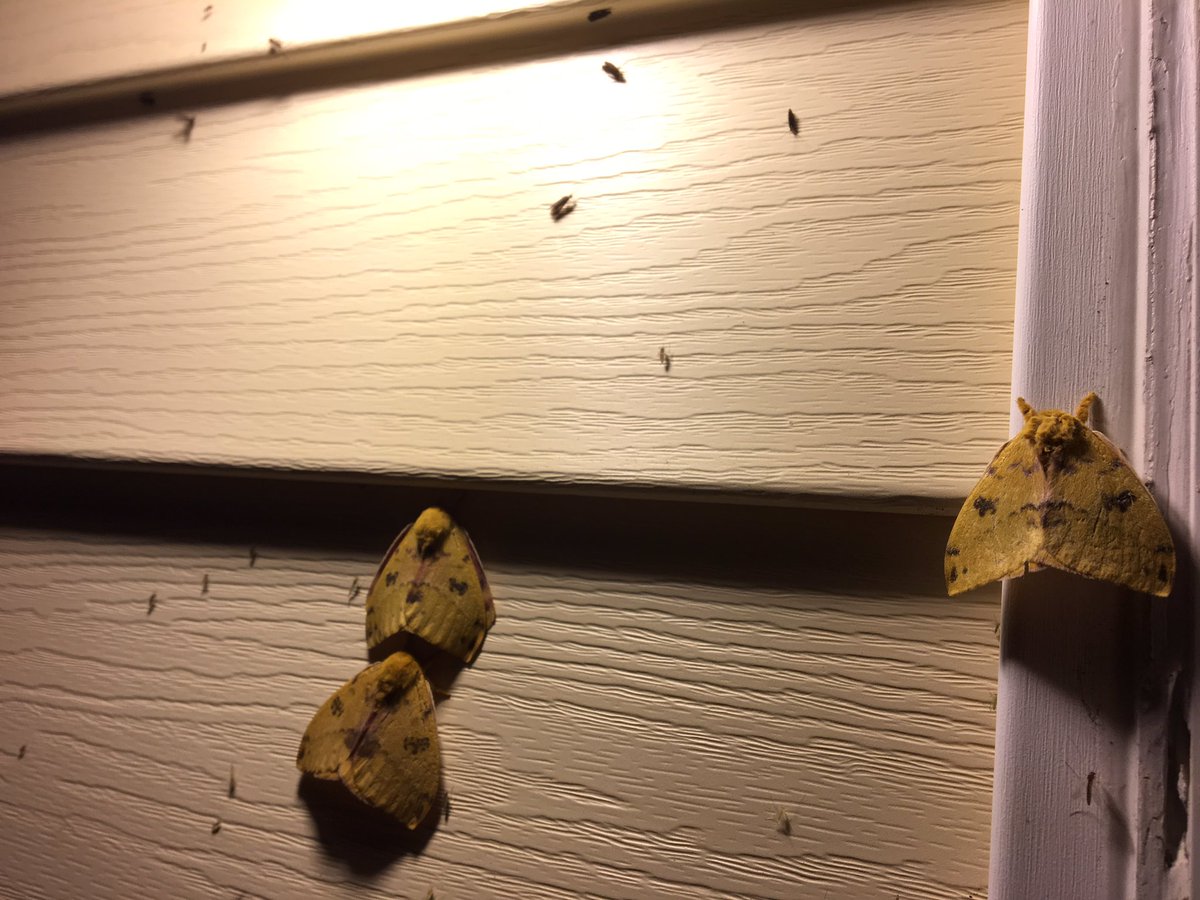 Great time of the year for seeing moths.
