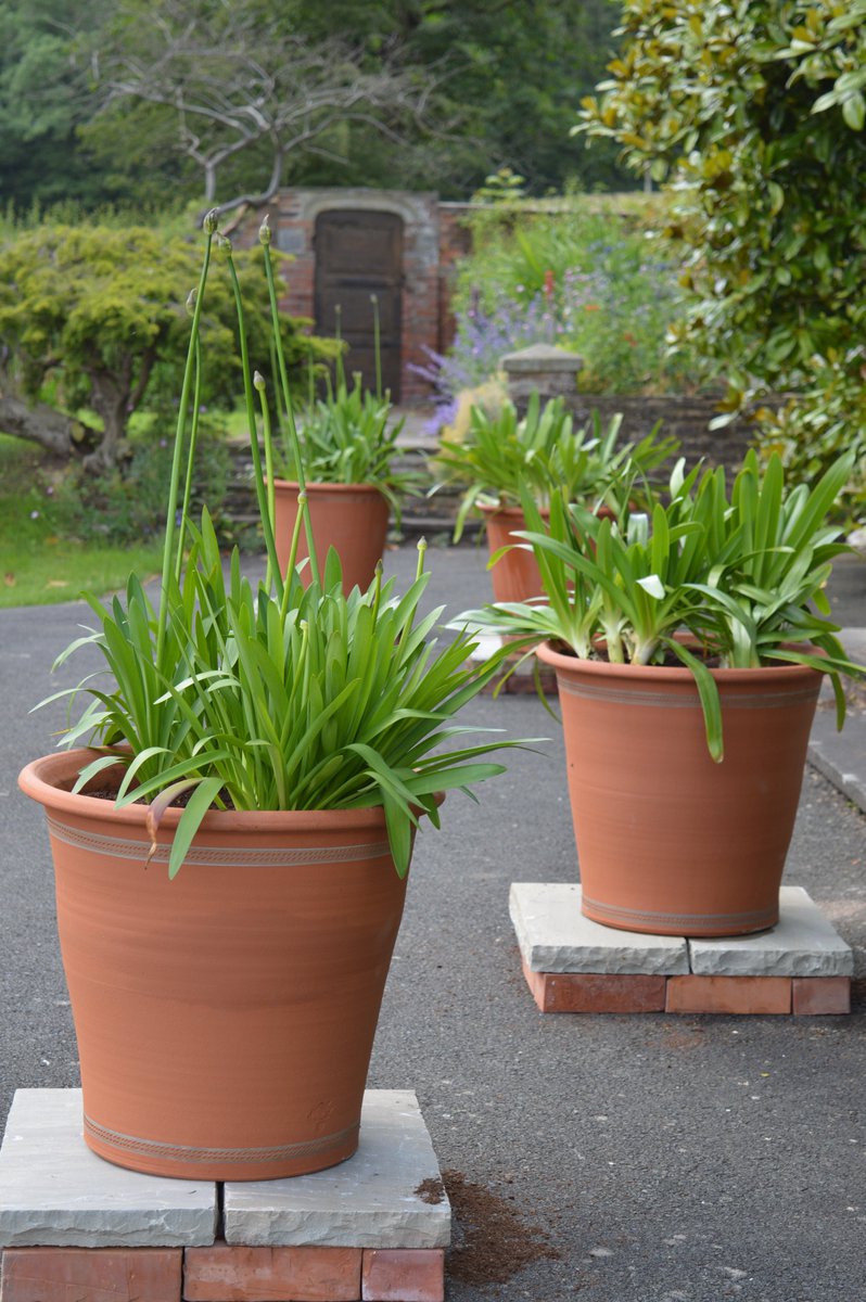 Tamsin Westhorpe (@tamsinwesthorpe) on Twitter photo Our impressive new <a href="/WhichfordPots/">Whichford Pottery</a> look very at home planted with agapanthus at the front of the house Our impressive new <a href="/WhichfordPots/">Whichford Pottery</a> look very at home planted with agapanthus at the front of the house