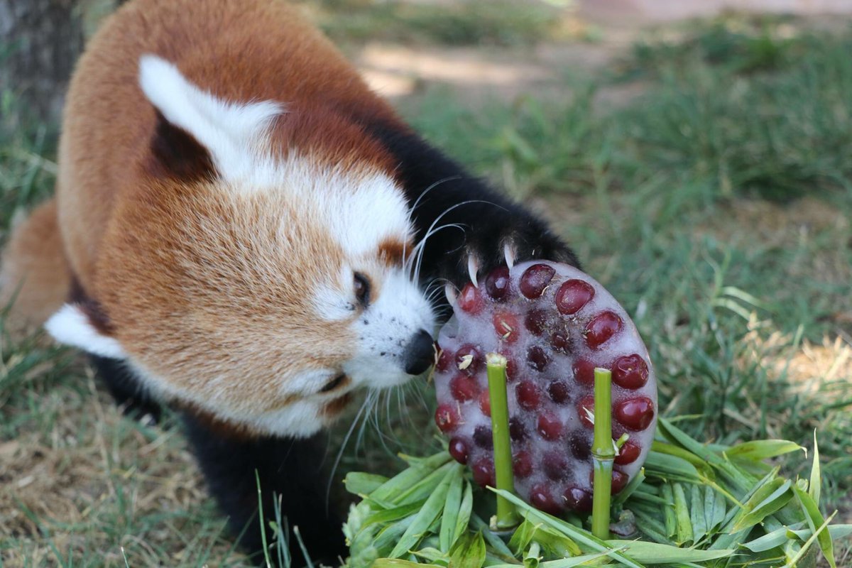 okczoo's tweet photo. It's a great day for an icy treat! Happy 3rd birthday to Mr. Lhotse! #okczoo #redpandas #ambassadorsofawe https://t.co/pSV2Pi9qqE