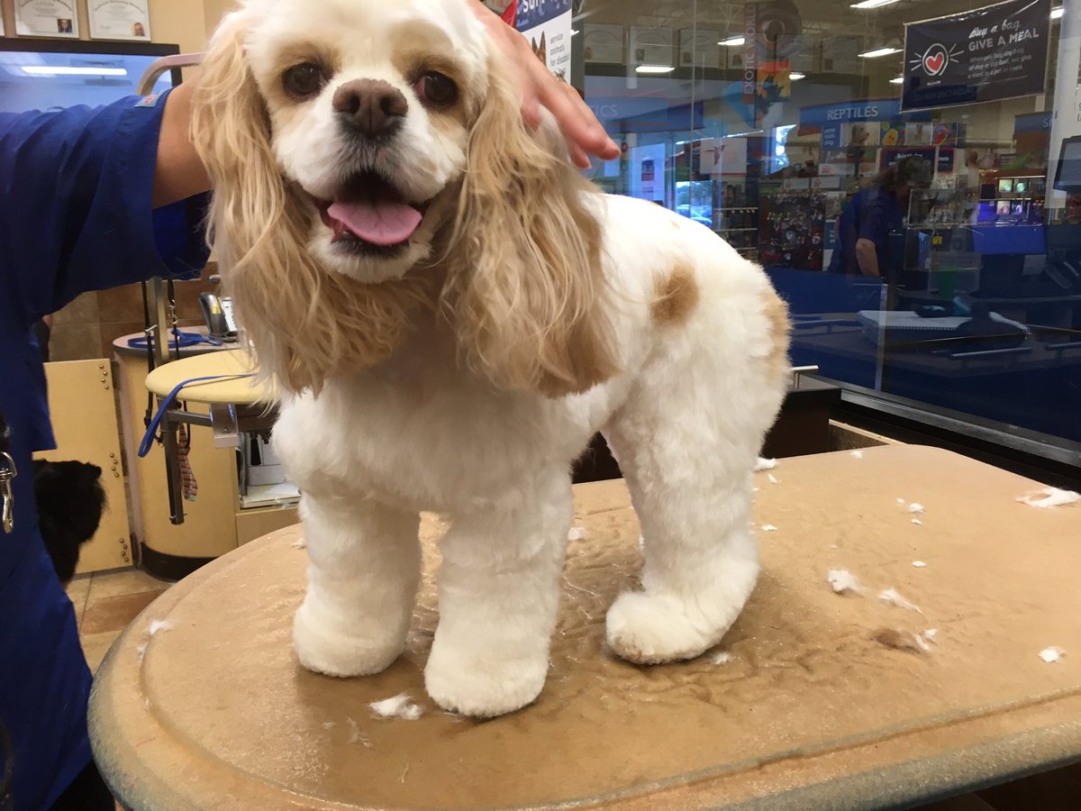 jgroomsdogs's tweet photo. Beautiful work from my student fresh out of academy! #petsmart #academyrocks #grooming #cockerspaniel #DATSstandout #mishawaka #southbend ❤️ https://t.co/7xuu2Q9d1c