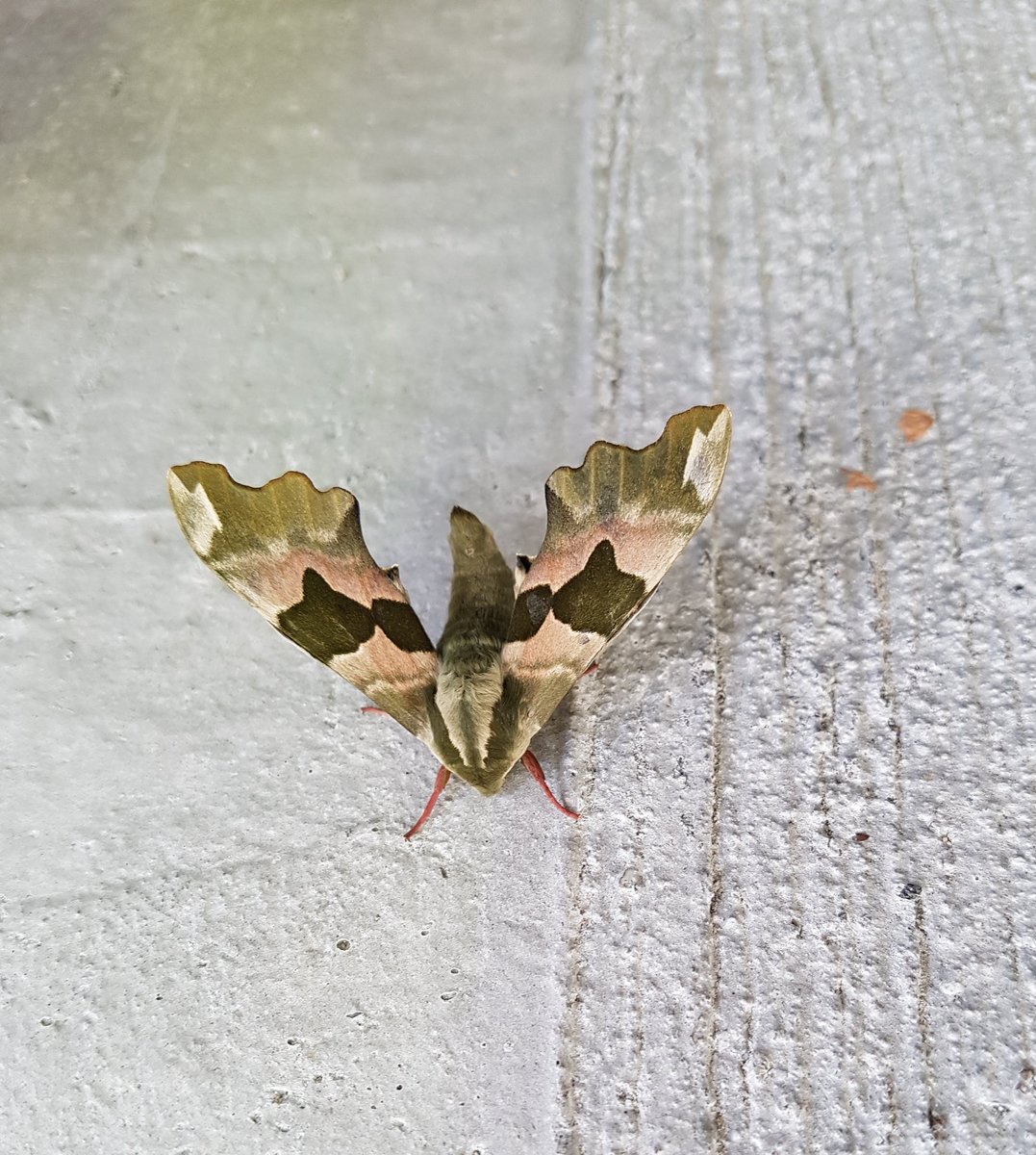 bark0dellll's tweet photo. ..What moth?? https://t.co/Fsfddb47hS