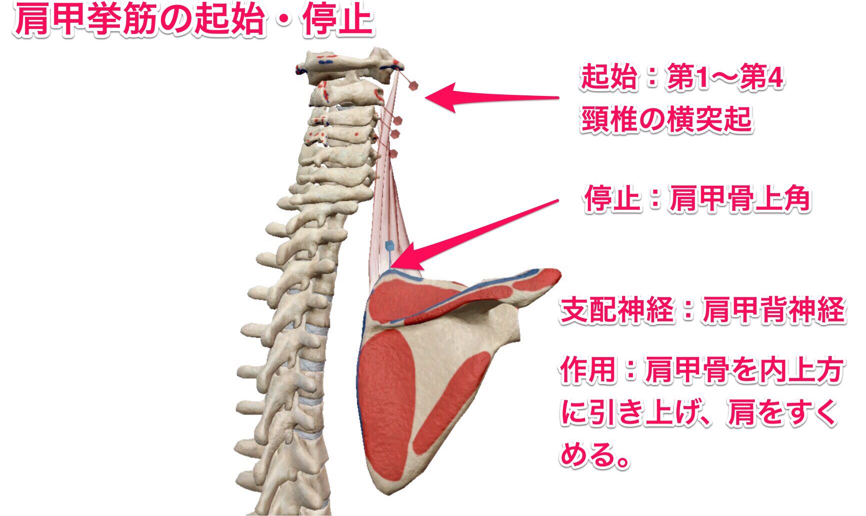 肩 甲 挙 筋 起 始 停止
