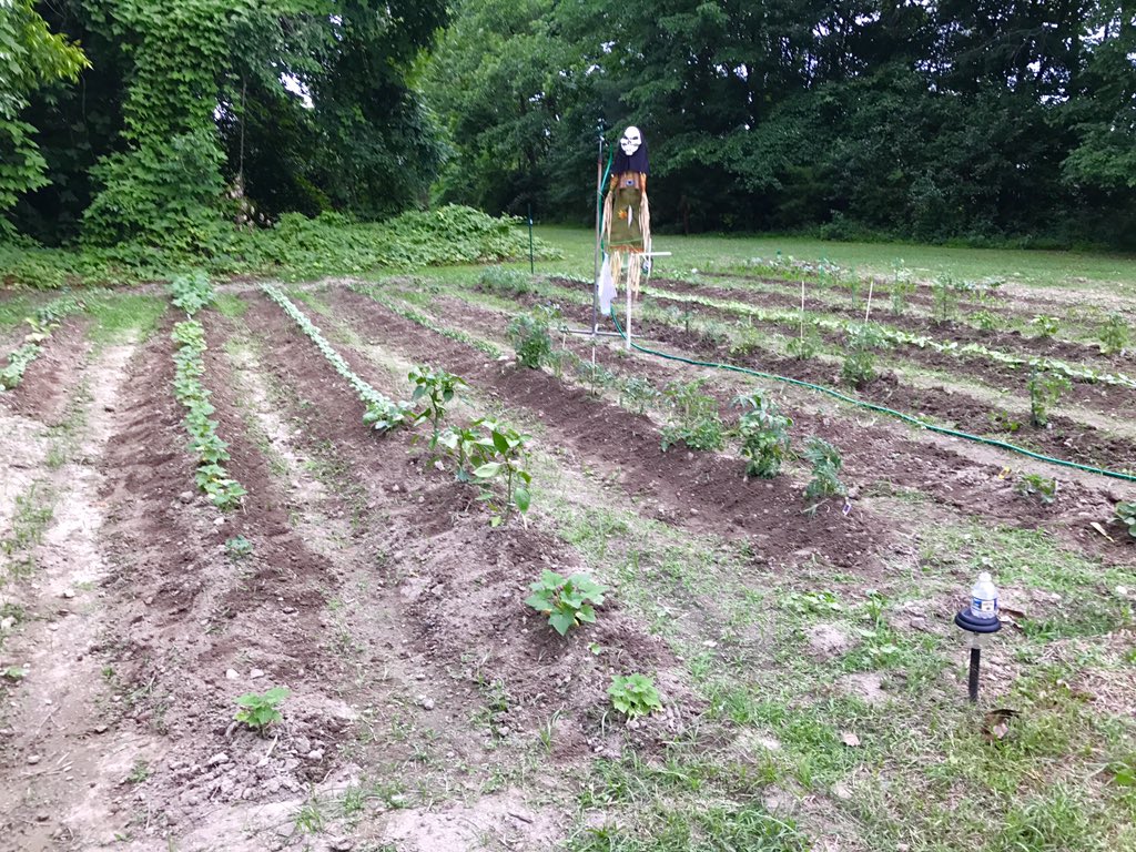 suziecuez's tweet photo. Garden Update: 1st pic was taken on May 22. Gotta a shhhton of tomatoes/squash so I guess that bikini fruit/veg stand 💡 is #backonthetable https://t.co/FZJ5aXiFtY