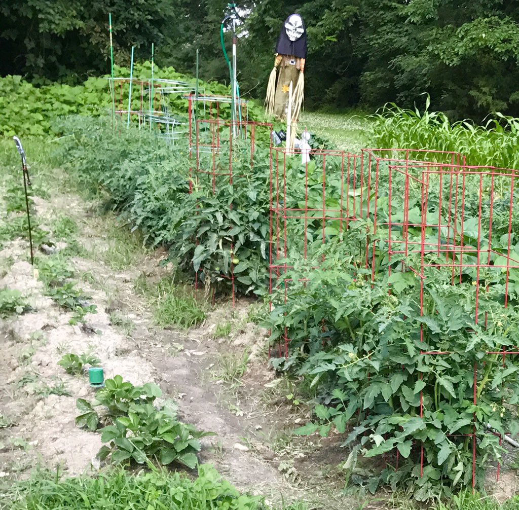 suziecuez's tweet photo. Garden Update: 1st pic was taken on May 22. Gotta a shhhton of tomatoes/squash so I guess that bikini fruit/veg stand 💡 is #backonthetable https://t.co/FZJ5aXiFtY