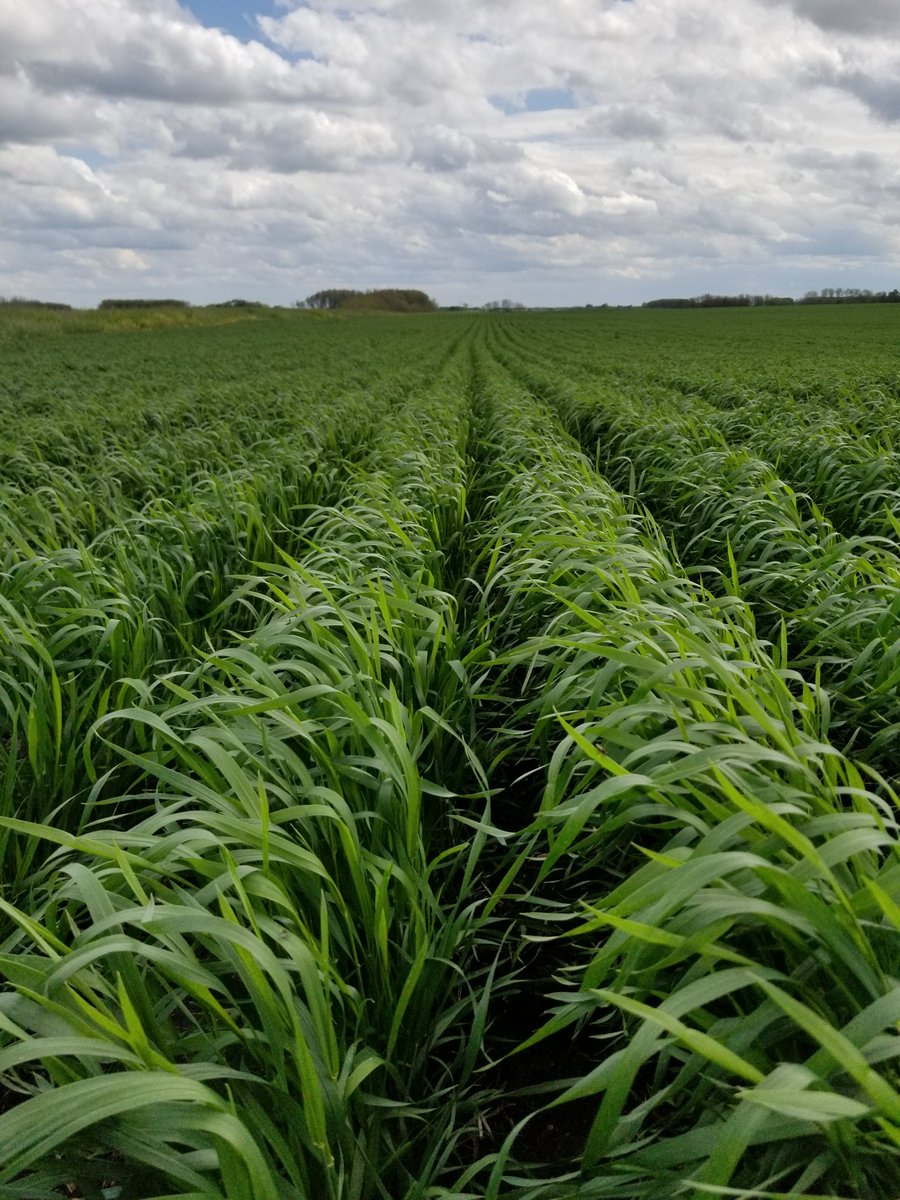 TaurusAgTeam's tweet photo. Off to a great start through some adversity. Good job Heritage Farms! #ActivePrime #ActiveBuild #taurusadvancingeveryacre @TaurusAgTeam https://t.co/FBlrpIuT9b